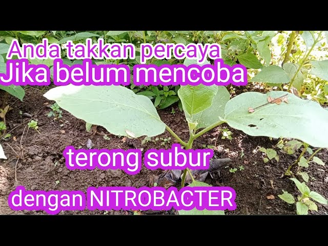 Aplikasi Nitrobacter pada tanaman terong class=