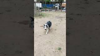 Super Collie #dog