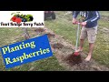 Joan J Raspberries,🌿📦Unboxing and Planting Root Stock