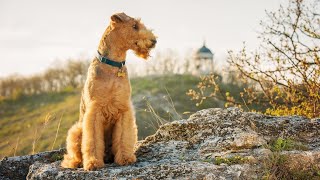 Airedale Terriers: The Ultimate Dog Sports Competitors