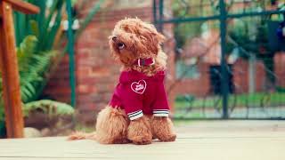 Seven Seven X Feroz Pets Own Fashion