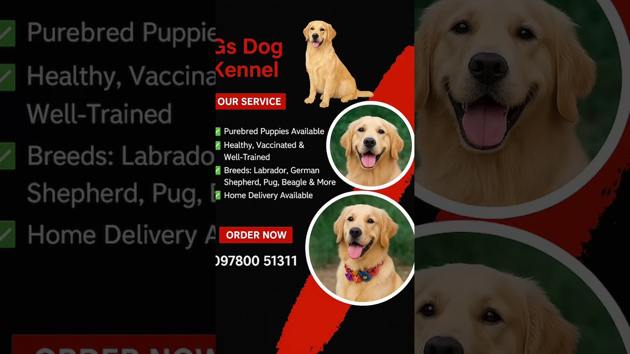 Gs Dog Kennel | Healthy, Vaccinated & Purebred Puppies Available! Home Delivery in Punjab 🐶