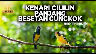 🔴 Live Tembakan Kenari Gacor Panjang Isian Cililin vs Cucak Cungkok Gacor Materi Kumplit Mewah