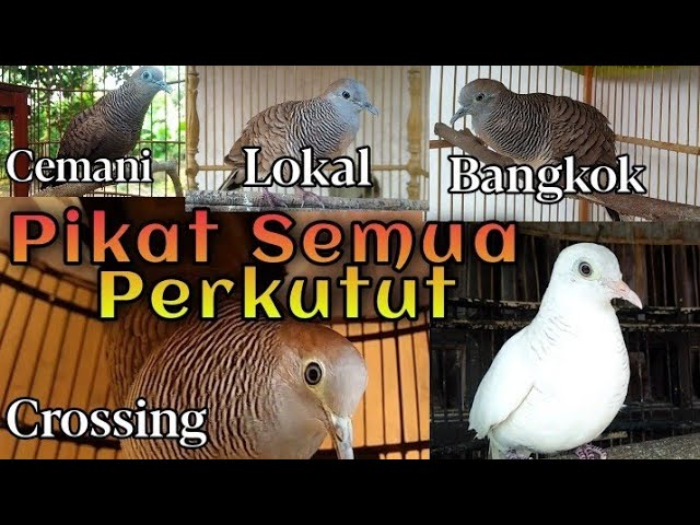 Suara Perkutut CAMPURAN untuk pancingan SEMUA JENIS PERKUTUT class=