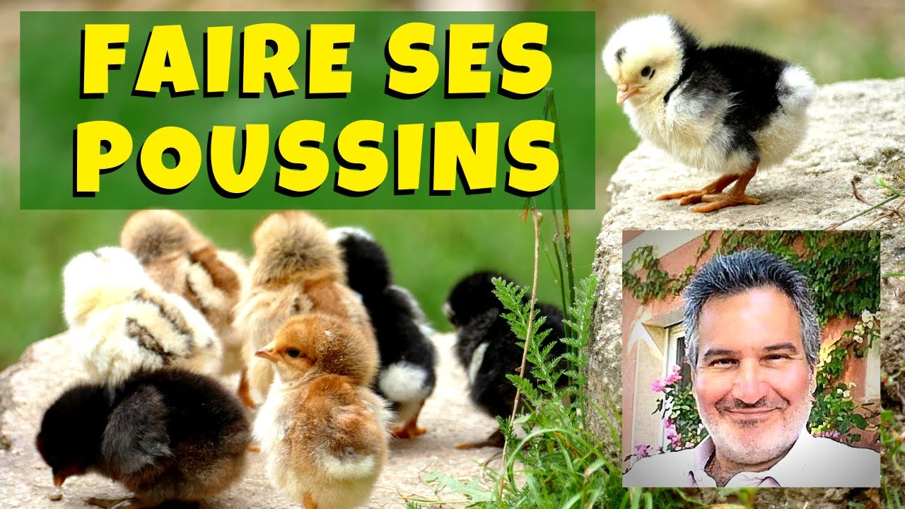 Faire naître des poussins - YouTube