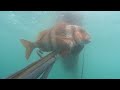 Pesca submarina de la urta con Jose Bagan