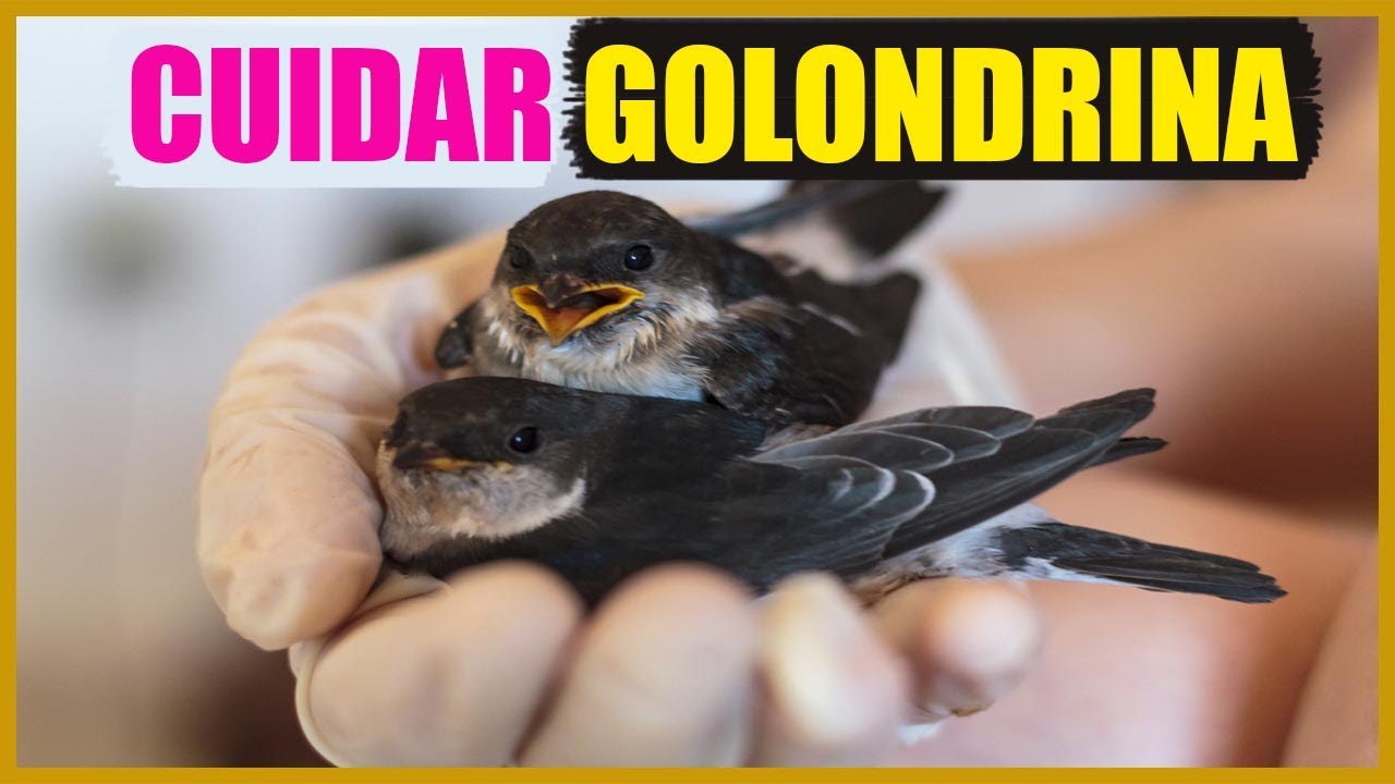 Cómo cuidar a una golondrina - YouTube