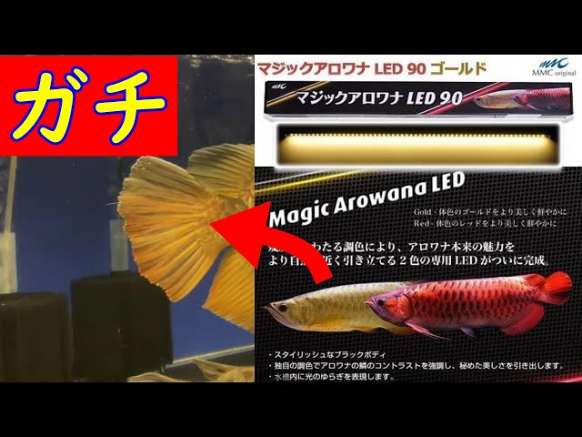 3/18まで!マジックアロワナLED90 ゴールド 2本セット(アロワナライト) sddefault.jpg