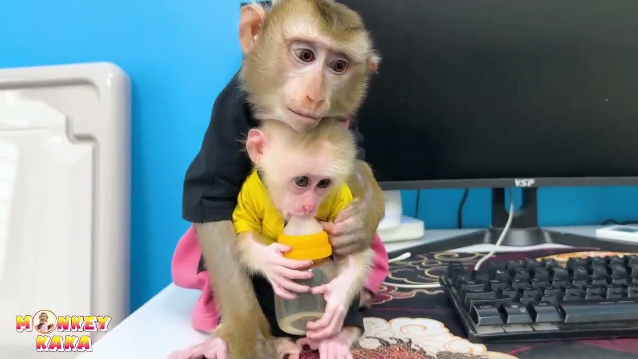 Monkey Kaka hugs Monkey Mit while drinking milk and sleeping, looking adorable