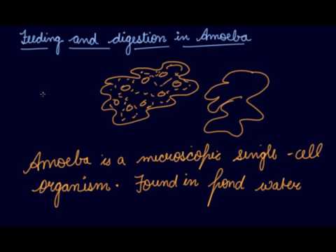 Feeding & Digestion in Amoeba | Class 7 Biology Nutrition In Animals