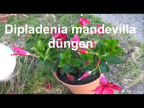 Video: Mandevilla düngen – wann und wie man eine Mandevilla düngt