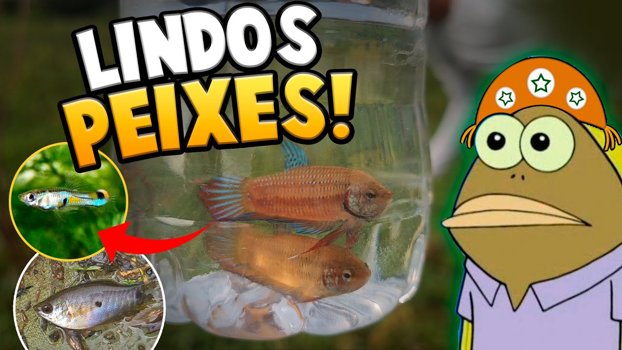 PESCA DE BETTA SELVAGEM E OUTROS PEIXES