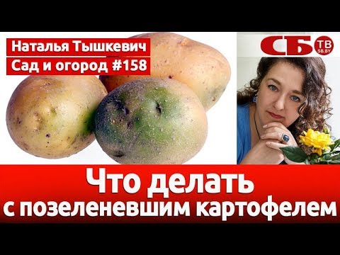 Что делать с позеленевшим картофелем