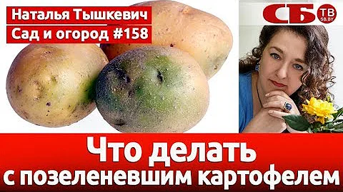 Что делать с позеленевшим картофелем