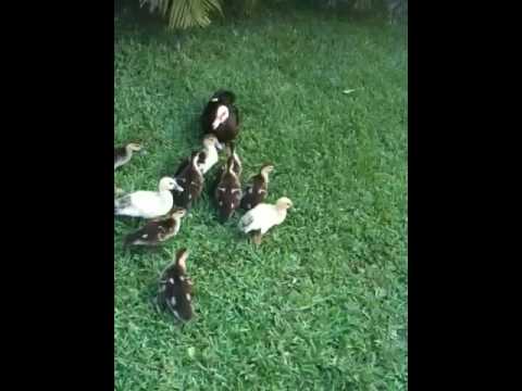 Ducks Take over THE WORLD