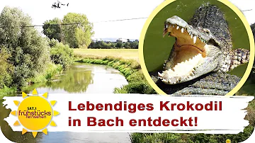 Warum gibt es in Deutschland keine Krokodile?