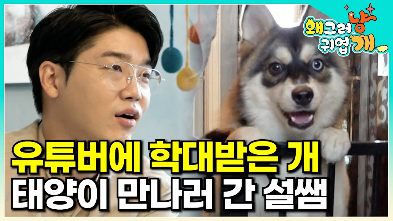 유튜버에 학대 당했던 개.. 임시 보호자에게 사랑받으며 밝아진 태양이를 만나러 간 설쌤│#왜그러냥귀엽개