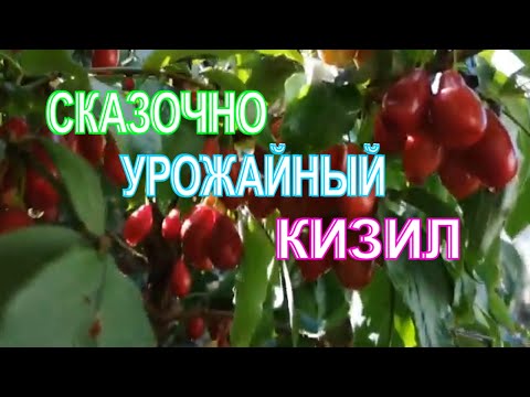 УРОЖАЙНЫЕ СОРТА КИЗИЛА "КОРАЛЛОВЫЙ МАРКА" И "СВЕТЛЯЧОК".ЧАСТЬ 2.