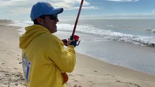 SUELTA DE LA ORILLA DE SURFCASTING DE GAVIOTA