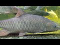 big mahseer/kelah merah besar cecah 6kg sekor