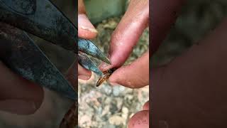 Queen Bee Control 🐝 | Strong Hive Management &amp; Swarm Prevention #shorts
