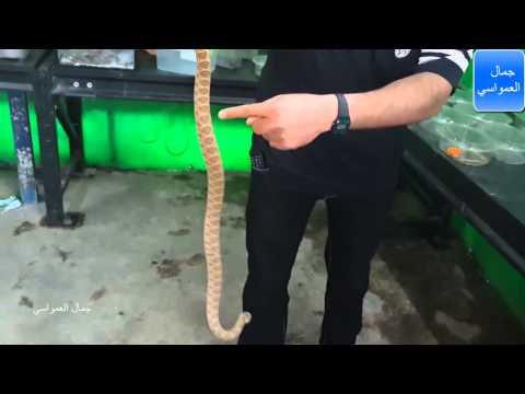 الافاعي الغير سامه الافعى البقلاويه رقم 8 مع جمال العمواسي