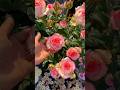 Rose🌹 📸#love #reels #flowers #flower #flowerstagram #trending #viral #instagram #video #shorts #song
