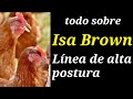 Gallina ponedora Isa Brown características, ventajas y desventajas (avicultura y agricultura)