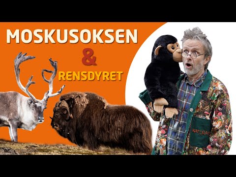 Osvald og Professor Hassmus - Rensdyret og moskusoksen