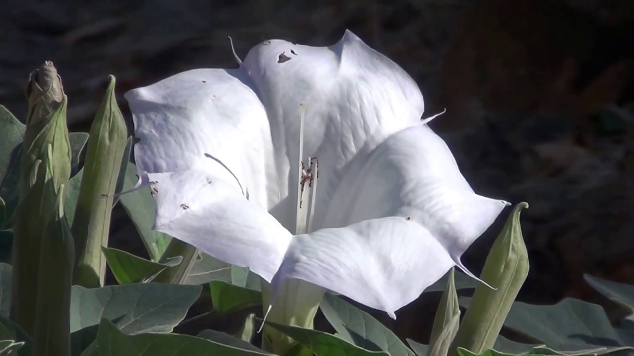 flowers for algernon North American Wildlife --- Sacred Datura (aka. Western Jimson Weed)