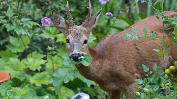 Will deer eat bamboo plants?