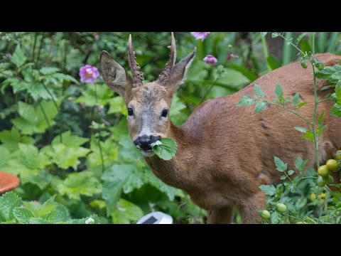 Comment cerf-Proof votre jardin | Southern Living