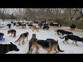 100 German Shepherds playing together