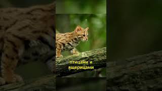 Самая маленькая кошка на планете #кот #котёнок #shorts