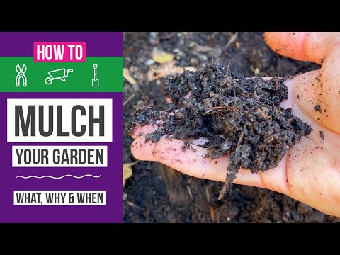 Vídeo: Como e quando você deve fazer o mulch - quando colocar o mulch na primavera