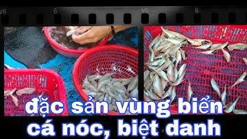 Cách làm cá nóc vàng và chế biến món, đặc sản gà biển