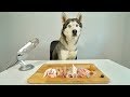 ASMR Husky Reviewing Raw Chicken Meat Parts!