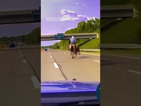 Cowboy Chases Runaway Cow on Michigan Highway #shorts  - VOA News.