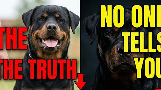 The Truth About Rottweilers No One Tells You