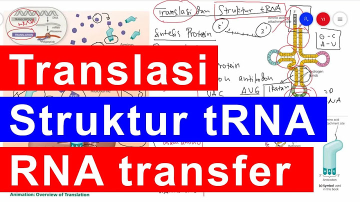 Molekul trna merupakan jenis rna yang terdapat dalam sitoplasma yang memiliki basa nitrogen berpasangan dan yang tidak berpasangan. salah satu lengan trna yang tidak berpasangan, saat sintesis protein digunakan untuk....