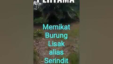 XPEDITION MEMIKAT BURUNG SERINDIT BERSAMA TUAN PUTRI DAPAT 2 EKOR GAESSS,DI AREA KEBUN SAWIT