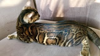 The Glitter and Glossy Bengal