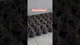 Primeira chuva pós plantio! Rosas do deserto pós mudança!