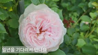 장미와 작약의 계절,  양귀비, 알리움, 클레마티스