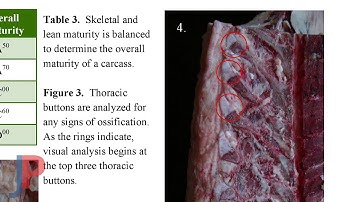Beef Carcass Evaluation Guide 2015 Highlight Video