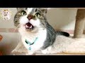 にゃー！可愛い短足ネコ Meow!Meow!