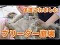 【おふくちゃん】ブリーダー崩壊から保護された猫、毛玉ってこんな事になるの？！【ペルシャ】