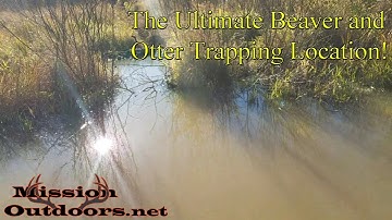 The Ultimate Beaver and Otter Trapping Location! - Beaver Dam and Crossover