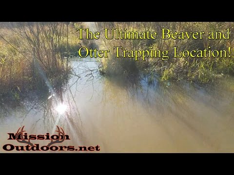 The Ultimate Beaver