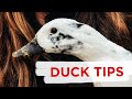 Duck Keeping Tips & Tricks